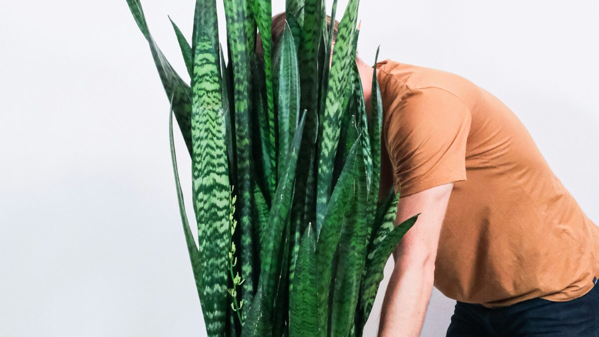 Descubra como a Espada de São Jorge pode trazer elegância e proteção para a decoração de interiores. Dicas de cultivo e arranjos para seu ambiente.