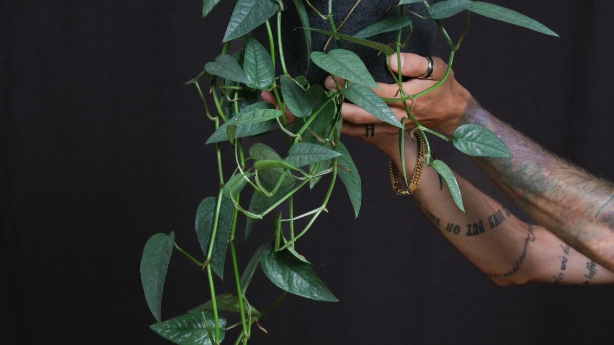 Descubra como a Jiboia pode transformar sua decoração com sua versatilidade e beleza. Dicas de cultivo e arranjos para um ambiente sofisticado.